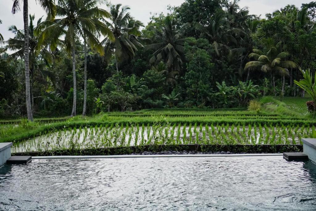 The Banana'S Kumbe Villa Tampaksiring Luaran gambar